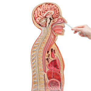 Nasogastrisch intubatie Model