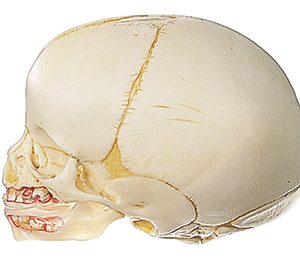 Natuurgetrouwe schedel van pasgeborene