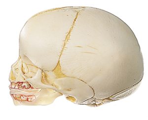 Natuurgetrouwe schedel van pasgeborene