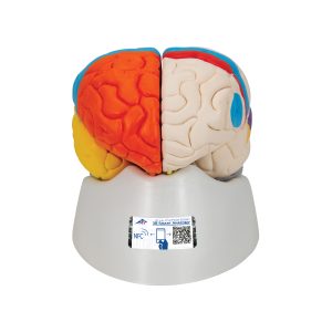 Neuro-anatomisch model Hersenen