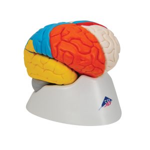 Neuro-anatomisch model Hersenen