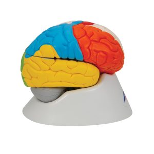 Neuro-anatomisch model Hersenen