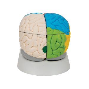 Neuro-anatomisch model Hersenen