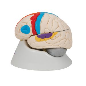 Neuro-anatomisch model Hersenen