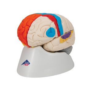 Neuro-anatomisch model Hersenen