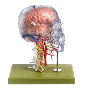 Neuroanatomie Hoofd Model
