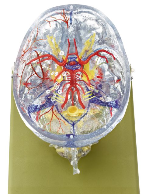 Neuroanatomie Hoofd Model