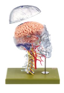 Neuroanatomie Hoofd Model