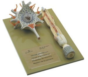 Neuron Model