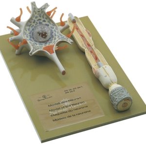Neuron Model