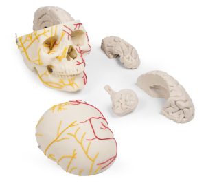 Neurovasculaire Schedel met Hersenen