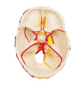 Neurovasculaire Schedel met Hersenen
