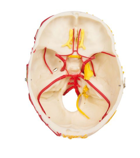 Neurovasculaire Schedel met Hersenen