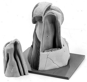 Neus Model Koe
