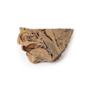 Neusbijholten, 3D Print