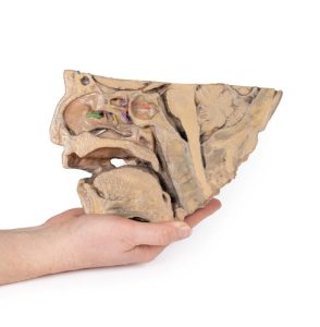 Neusbijholten, 3D Print