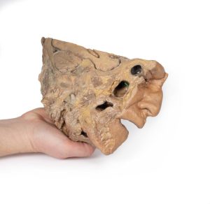 Neusbijholten, 3D Print
