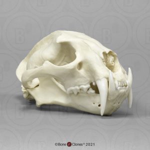 Nevelpanter Schedelmodel