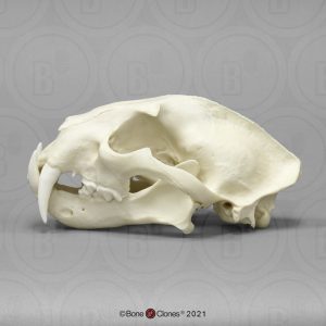 Nevelpanter Schedelmodel