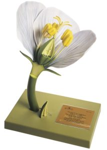 Model Niet-Verenigd Bloemdek van een Bedektzadige Bloem, 11-delig