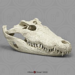 Nijlkrokodil Schedelmodel
