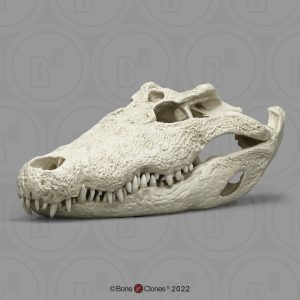 Nijlkrokodil Schedelmodel