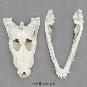 Nijlkrokodil Schedelmodel