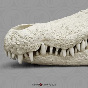 Nijlkrokodil Schedelmodel