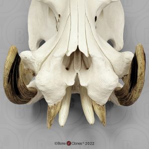 Nijlpaard Schedel Model