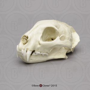 Ocelot Schedelmodel