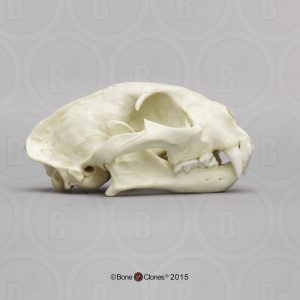 Ocelot Schedelmodel
