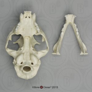 Ocelot Schedelmodel
