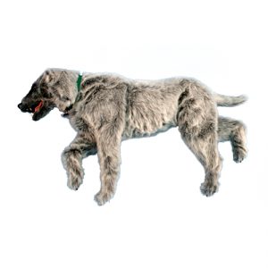 Oefenmodel Positionering Hond