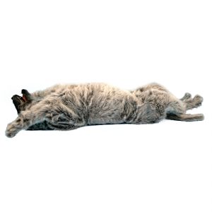 Oefenmodel Positionering Hond
