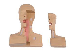 Oefenmodel Tracheotomie
