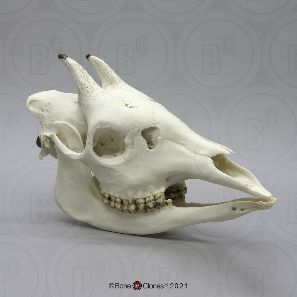 Okapi Schedel Model