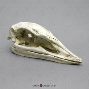 Olifantsvogel Schedelmodel
