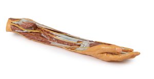 Onderarm & Hand - oppervlakkige en diepe dissectie, 3D Print