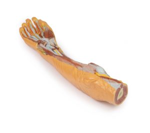 Onderarm & Hand - oppervlakkige en diepe dissectie, 3D Print
