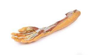 Onderarm & Hand - oppervlakkige en diepe dissectie, 3D Print