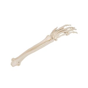 Onderarm-skelet