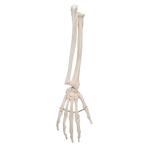 Onderarm-skelet