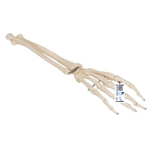 Onderarm-skelet