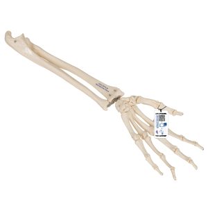 Onderarm-skelet, flexibel gemonteerd