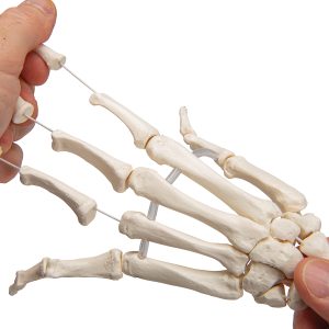 Onderarm-skelet, flexibel gemonteerd