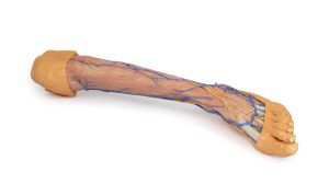 Onderbeen met Oppervlakkige Aderen, 3D Print