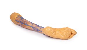 Onderbeen met Oppervlakkige Aderen, 3D Print