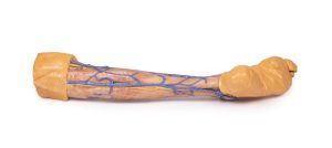 Onderbeen met Oppervlakkige Aderen, 3D Print