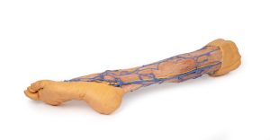 Onderbeen met Oppervlakkige Aderen, 3D Print