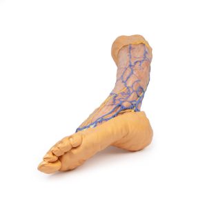 Onderbeen met Oppervlakkige Aderen, 3D Print